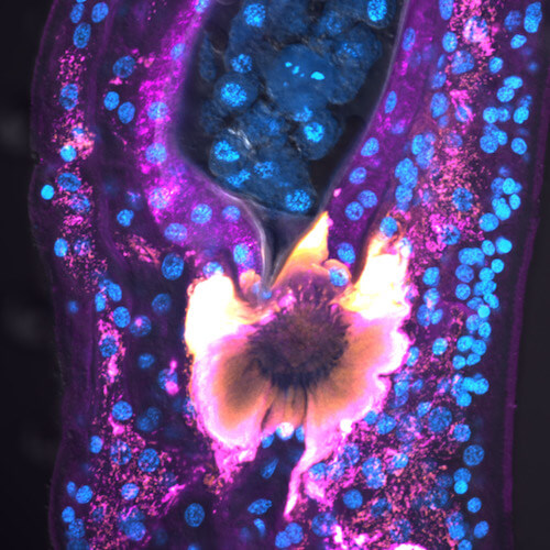 Confocal Micrograph of Mehlis’ Gland and an egg